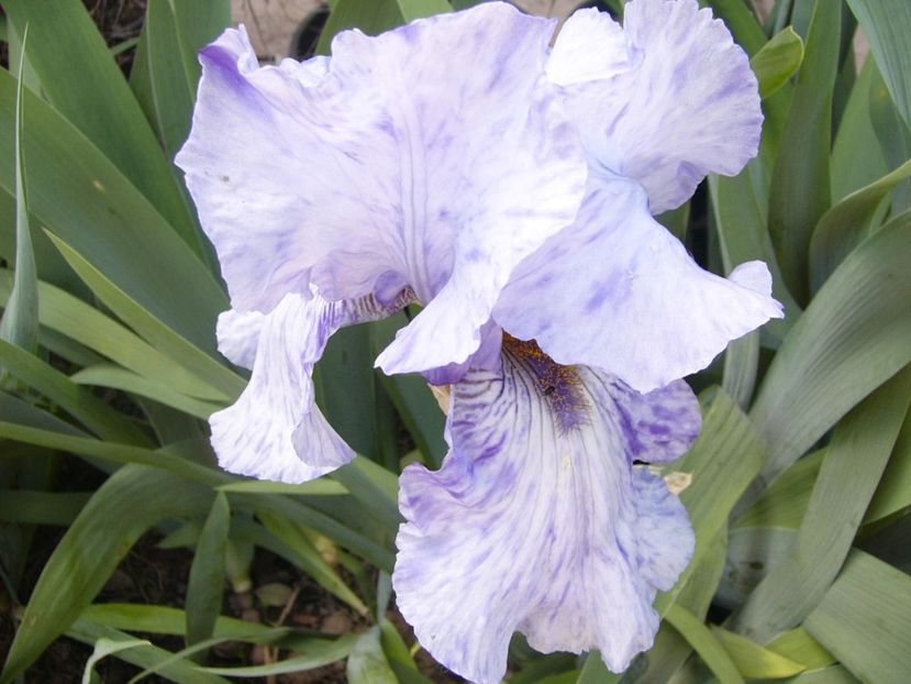 P1380043 - ANUL 2021 FLORI IV