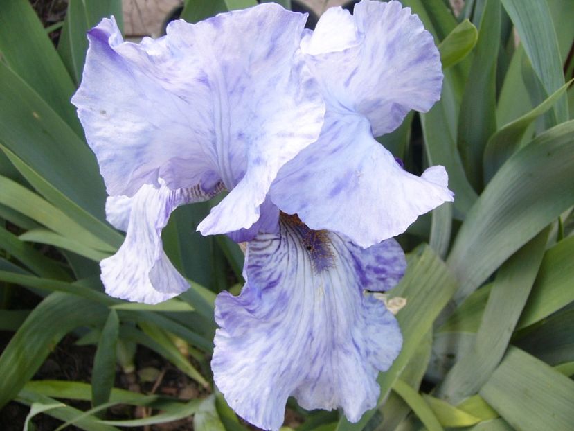 P1380044 - ANUL 2021 FLORI IV