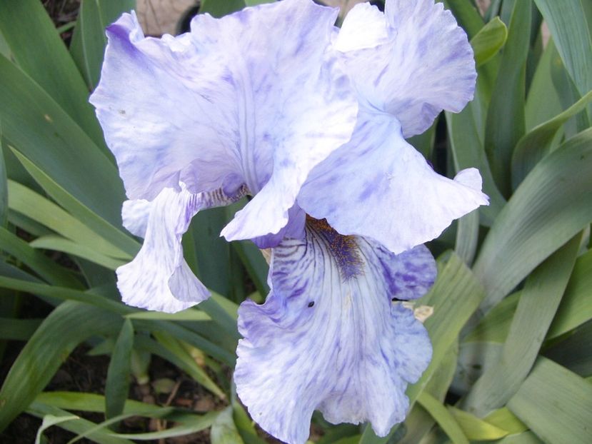 P1380045 - ANUL 2021 FLORI IV