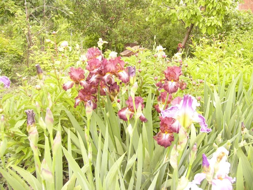 P1380047 - ANUL 2021 FLORI IV