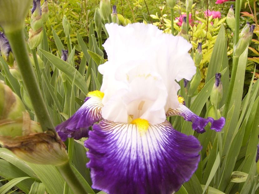 P1380049 - ANUL 2021 FLORI IV