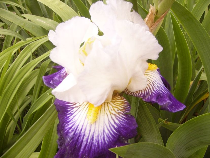 P1380051 - ANUL 2021 FLORI IV