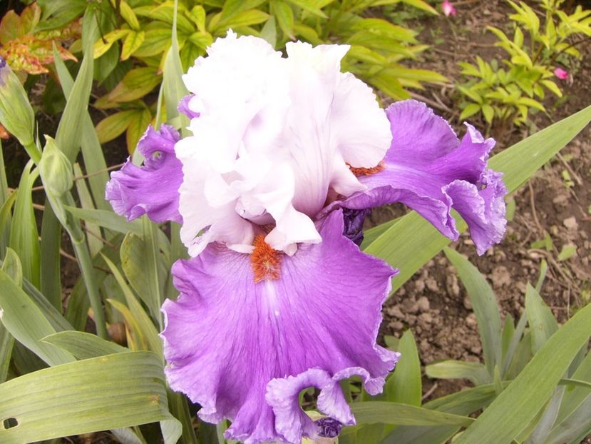 P1380053 - ANUL 2021 FLORI IV