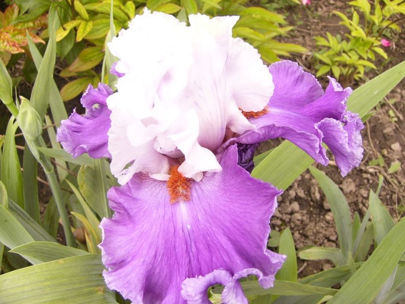 P1380054 - ANUL 2021 FLORI IV