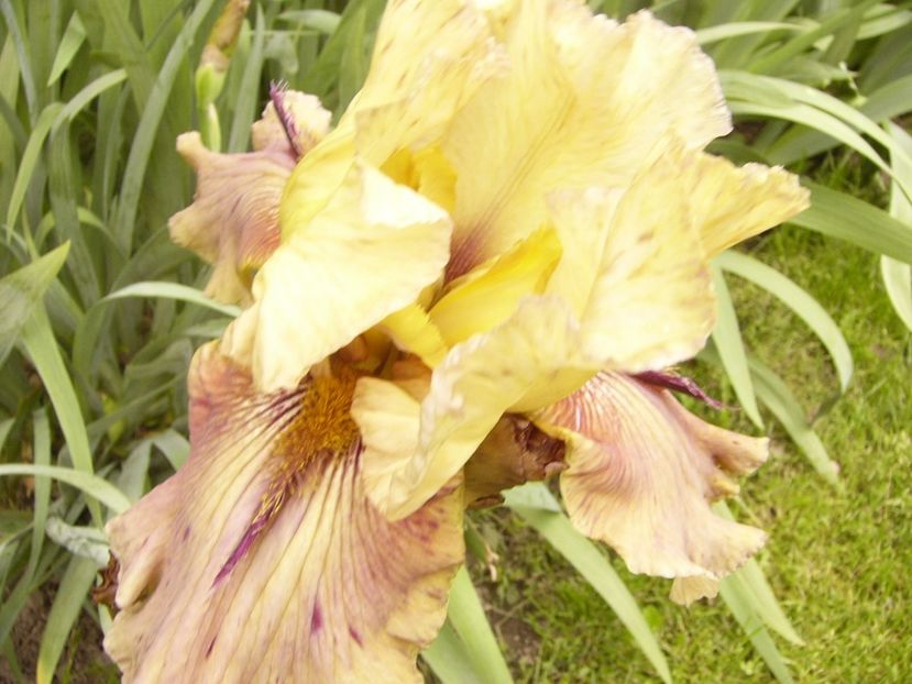 P1380074 - ANUL 2021 FLORI IV