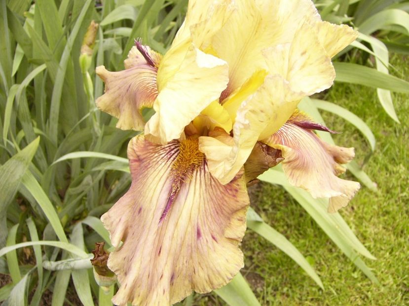 P1380075 - ANUL 2021 FLORI IV