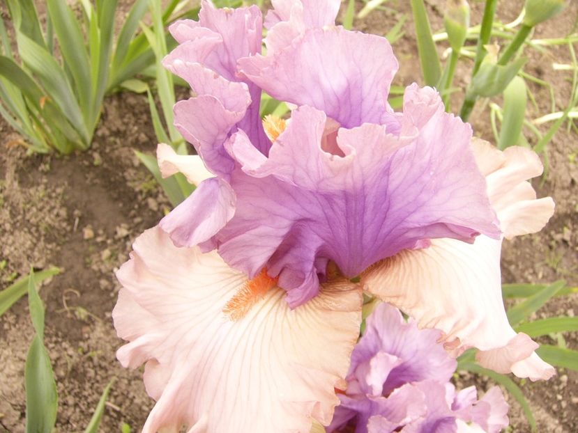 P1380087 - ANUL 2021 FLORI IV