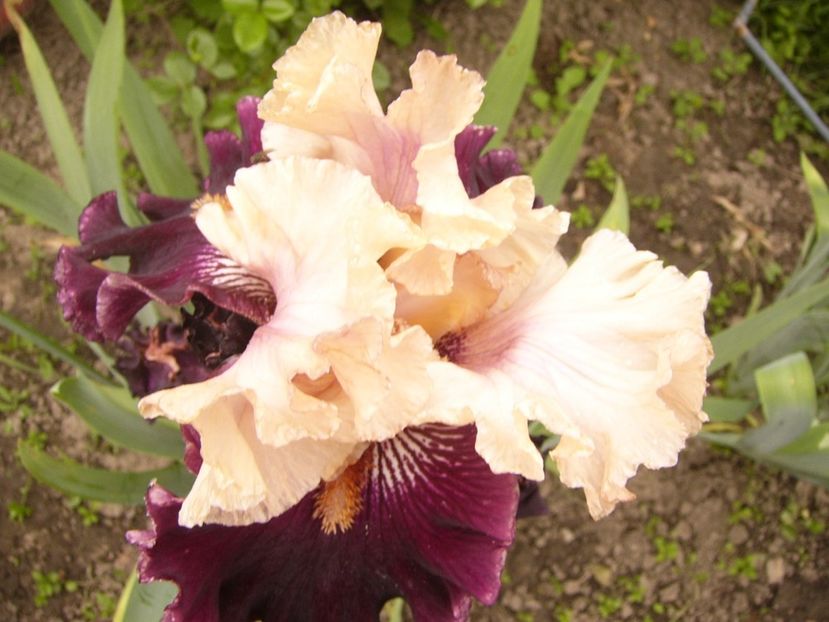 P1380092 - ANUL 2021 FLORI IV