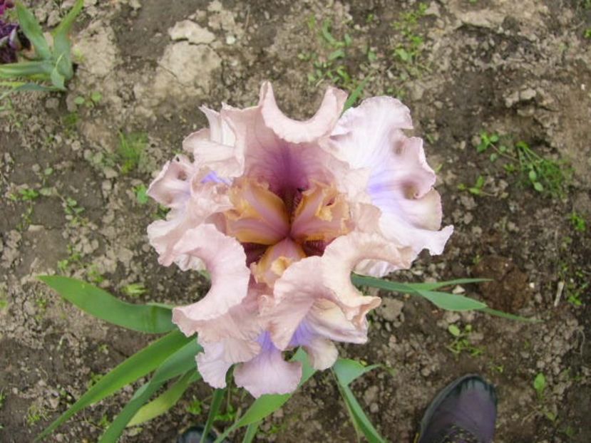 P1380096 - ANUL 2021 FLORI IV