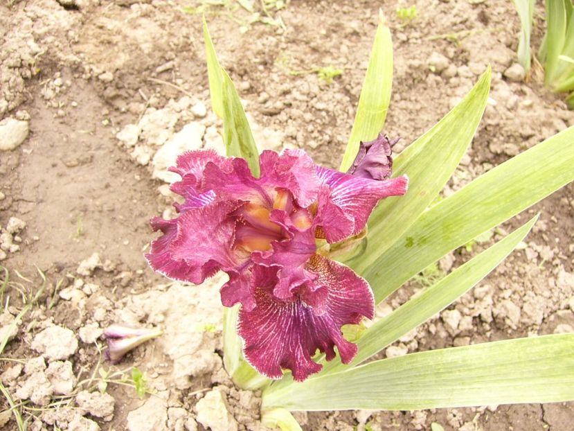 P1380099 - ANUL 2021 FLORI IV