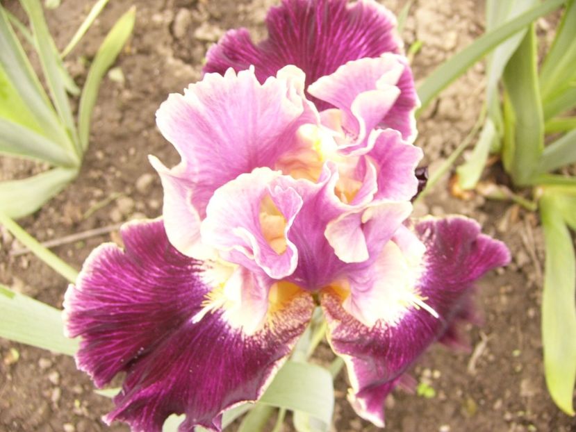 P1380101 - ANUL 2021 FLORI IV