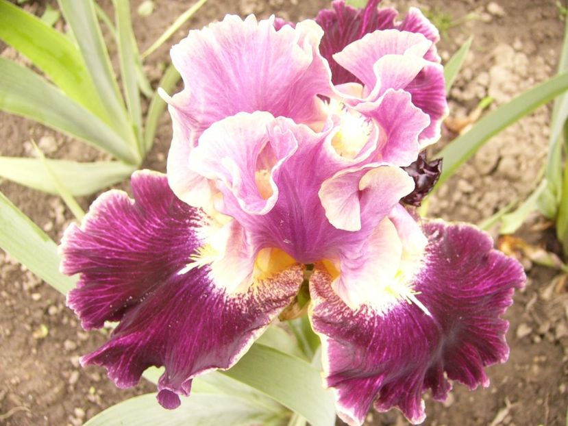 P1380102 - ANUL 2021 FLORI IV