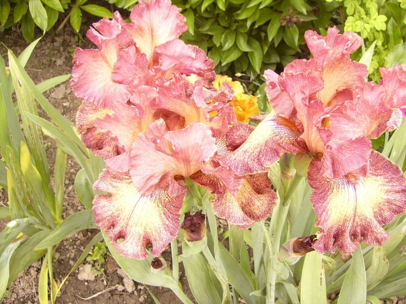 P1380104 - ANUL 2021 FLORI IV