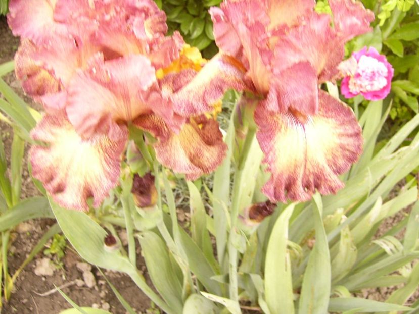 P1380105 - ANUL 2021 FLORI IV