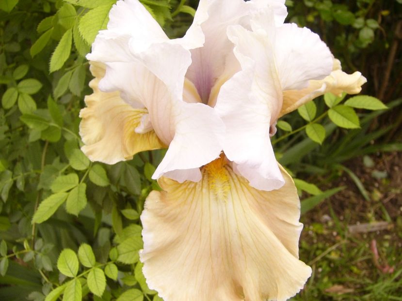 P1380108 - ANUL 2021 FLORI IV