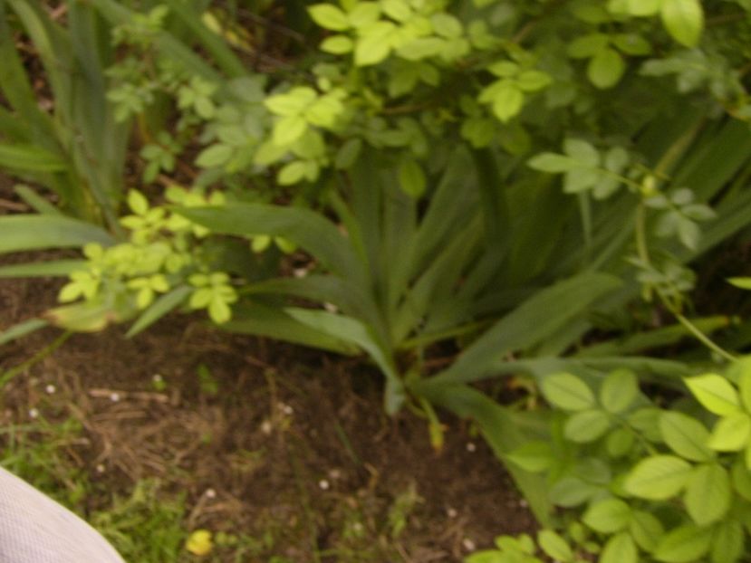 P1380109 - ANUL 2021 FLORI IV