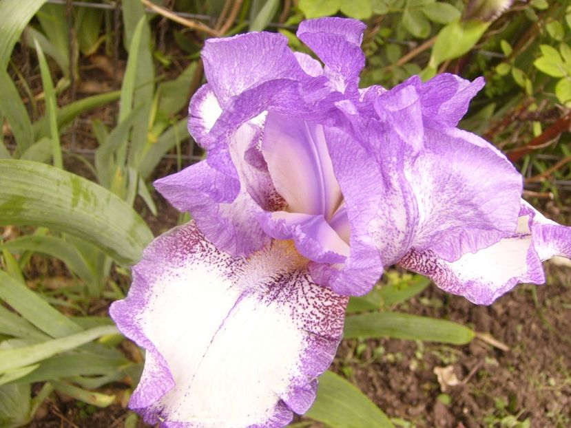 P1380110 - ANUL 2021 FLORI IV