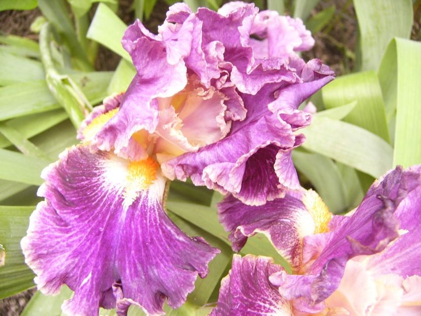 P1380114 - ANUL 2021 FLORI IV