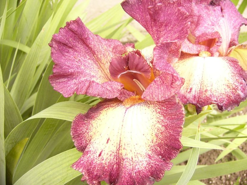 P1380121 - ANUL 2021 FLORI IV