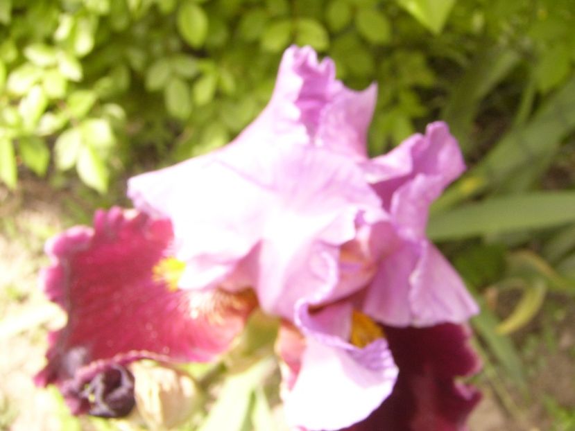 P1380124 - ANUL 2021 FLORI IV