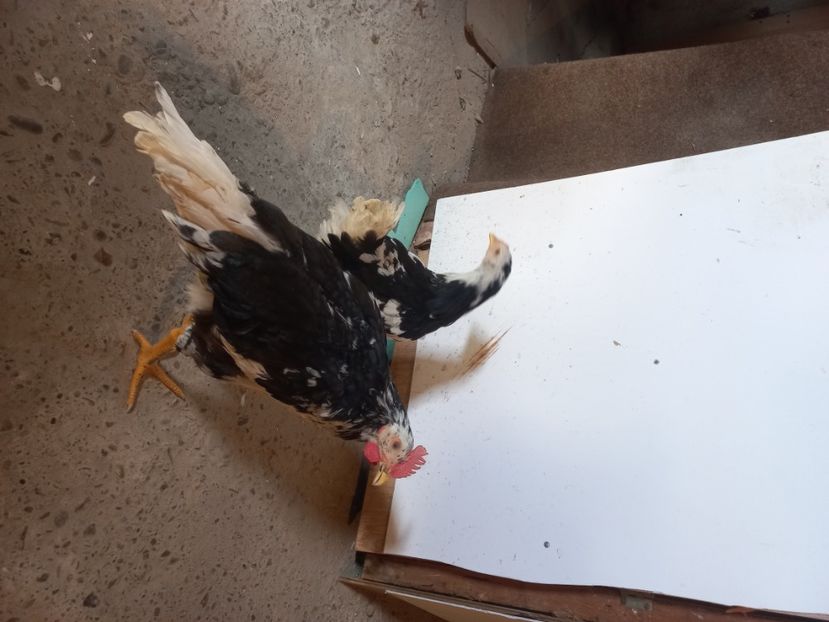  - Pita pinta asturiana