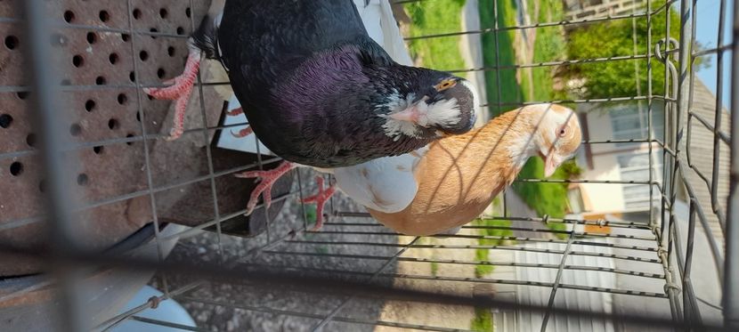 De vinzare - Rolleri de Birmingam matcă Lucian 41