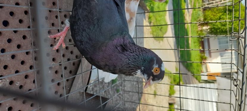  - Rolleri de Birmingam matcă Lucian 41