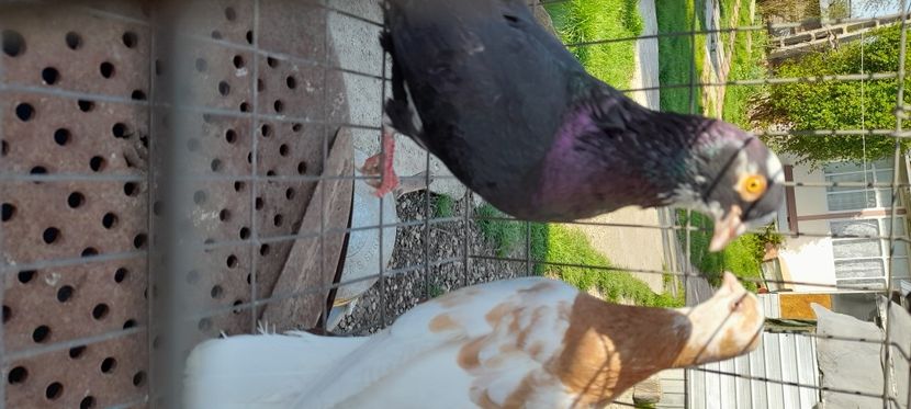  - Rolleri de Birmingam matcă Lucian 41