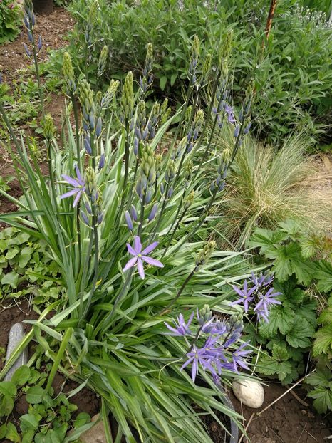  - Flori de grădină-2022