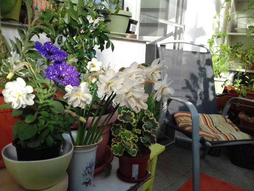  - Linişte şi flori