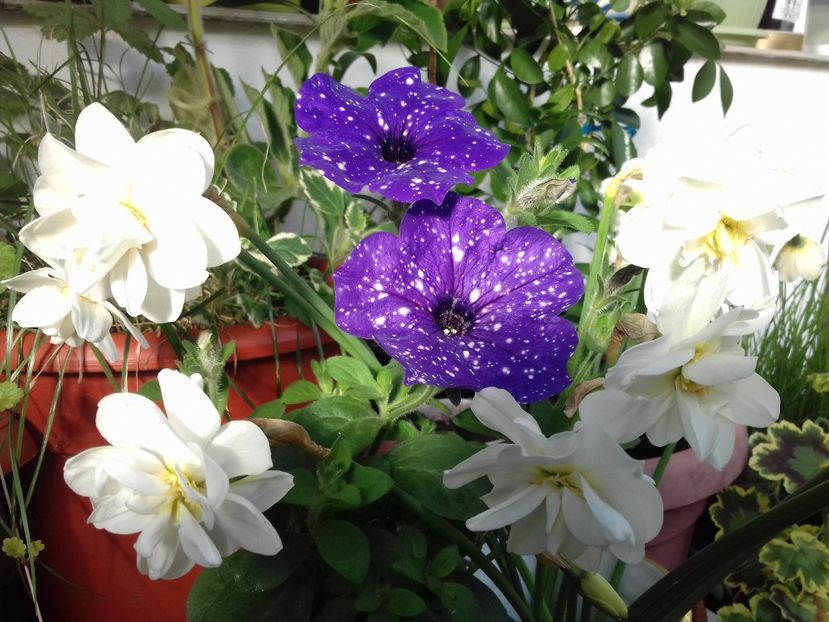  - Linişte şi flori