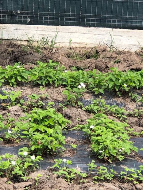 WhatsApp Image 2022-05-01 at 19.44.37 (13) - 04 1 mai 2022