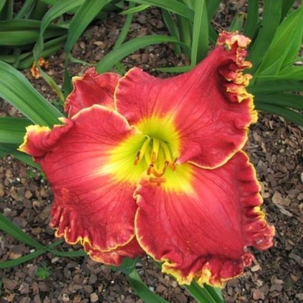 Big Red Wagon - bloomed - Boitzer - 2022