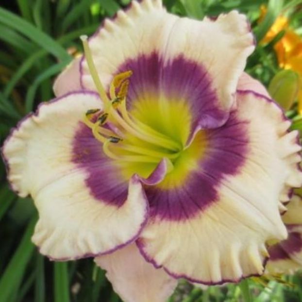Boitzer Sommerflirt- bloomed - Boitzer - 2022