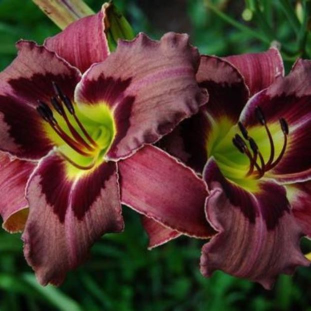 Teddy Bears Picnic - bloomed - Boitzer - 2022