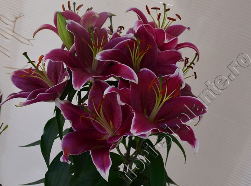 Crin Rondella 1 - Crini - Llilium - Lily