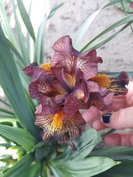 raspberry tiger - Irisi 2022