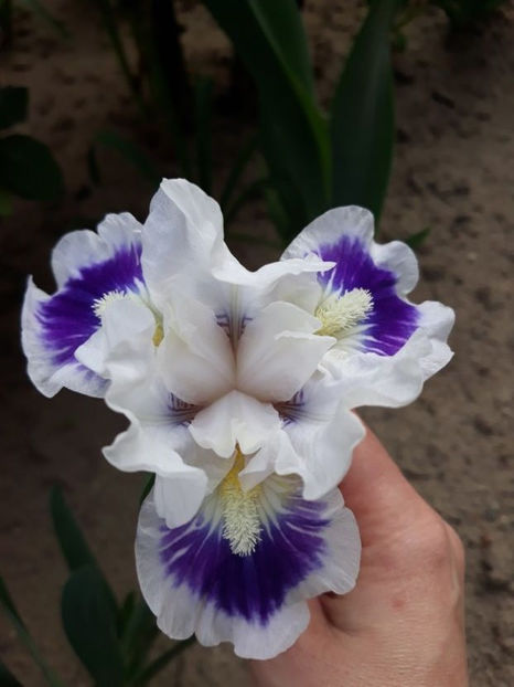 riveting - Irisi 2022