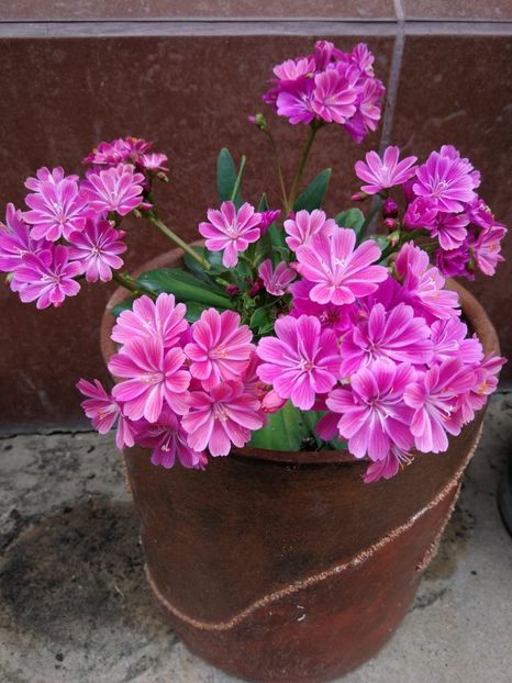 Lewisia - Si citeva ghivece