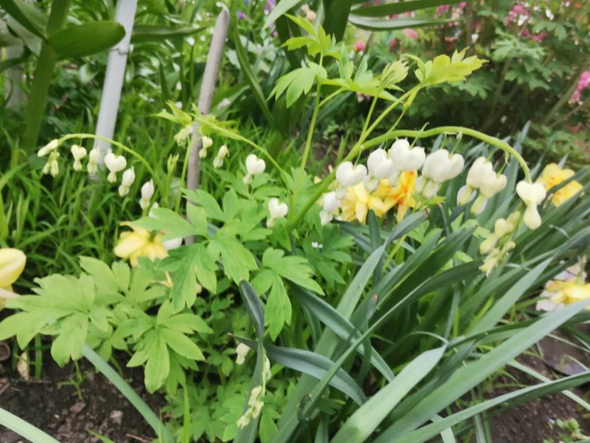  - Dicentra de la ELENA S