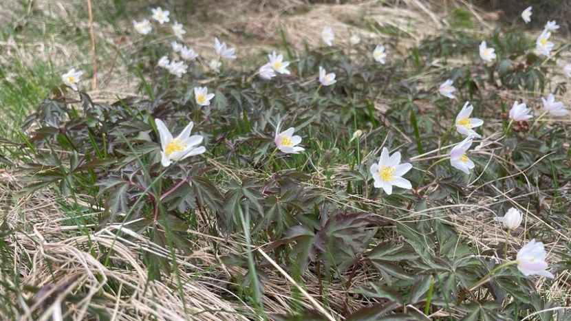 IMG-20220501-WA0000 - Primavara 2022