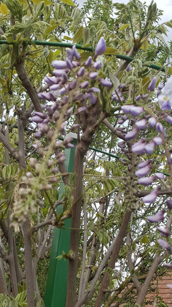 wisteria floribunda - Gradina si terasa PrimaLuce_9-Hello 2022