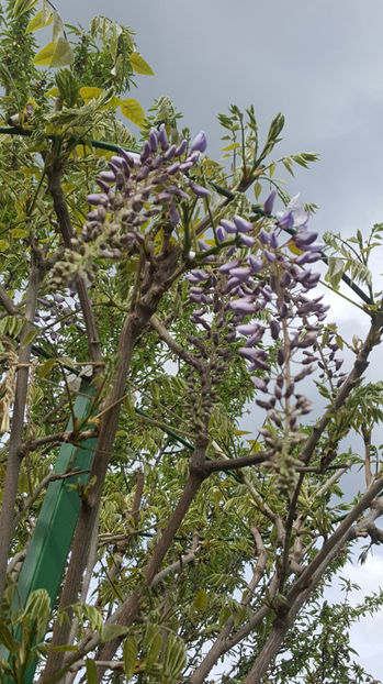 wisteria floribunda - Gradina si terasa PrimaLuce_9-Hello 2022