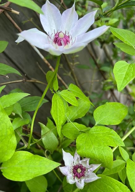 29E3C284-189F-4138-A79F-84C99807A3A2 - Clematite 2020-2023