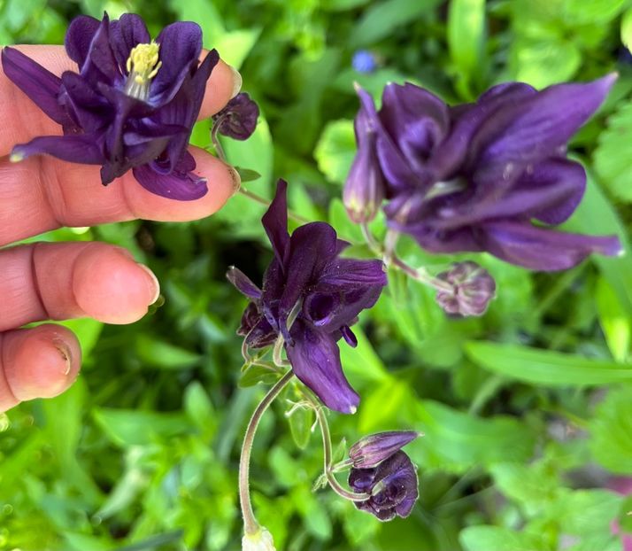 9CD1BFB4-92C1-49B9-A473-EABE77185F6B - Caldaruse 2020-2023