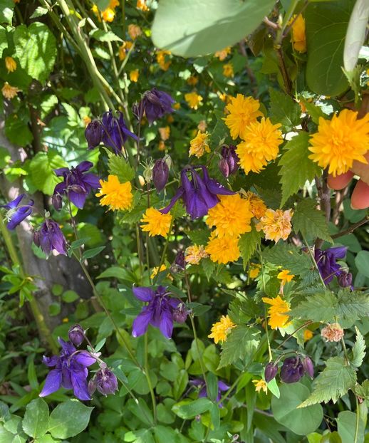 E6349CC9-BD11-4021-AE45-26F70515E549 - Caldaruse 2020-2023