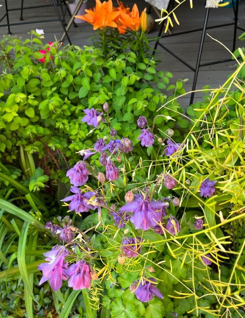 E60EA732-923C-4E43-9792-7FCC090ED607 - Caldaruse 2020-2023