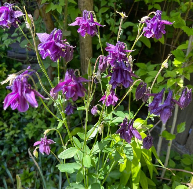 5A2D8039-E1F2-46C9-BD34-E3FC461669C8 - Caldaruse 2020-2023