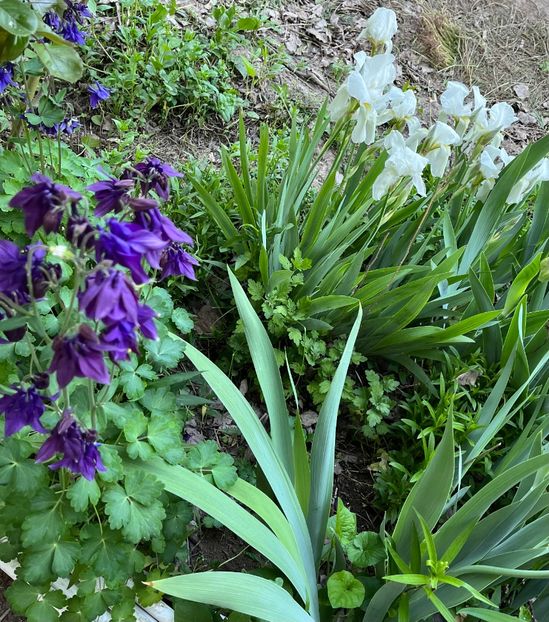 BAB8200C-E8FD-460F-8A03-A52B8C84E9FB - Caldaruse 2020-2023