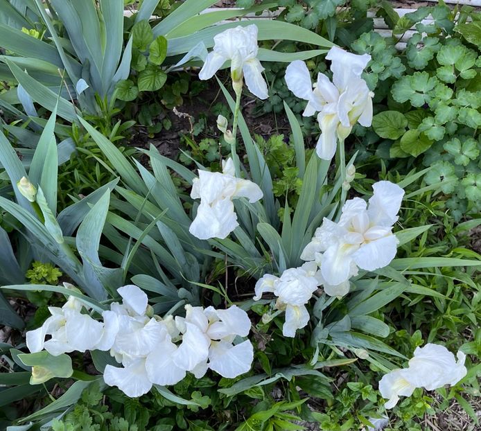 71E3371D-8937-4961-AF9F-F1B2AB0730B1 - IRISI 2021 22